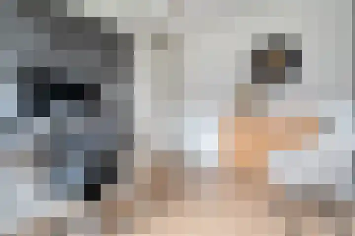 Botlekhof 16 Zwolle thumbnail 43
