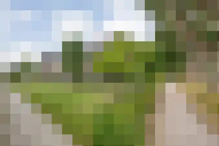Botlekhof 16 Zwolle thumbnail 6