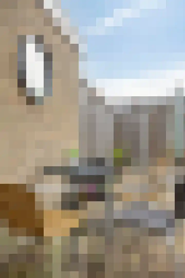 Botnische Golf 32 Veendam thumbnail 35