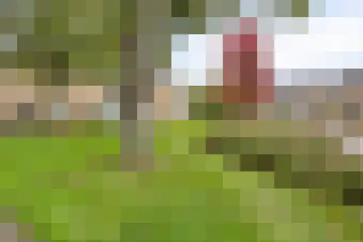 Botnische Golf 32 Veendam thumbnail 37