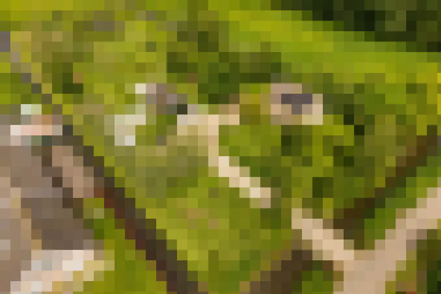 Botsholsedwarsweg 2 Waverveen thumbnail 39