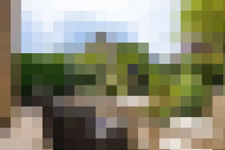 Bottelroos 4 Leiden thumbnail 20
