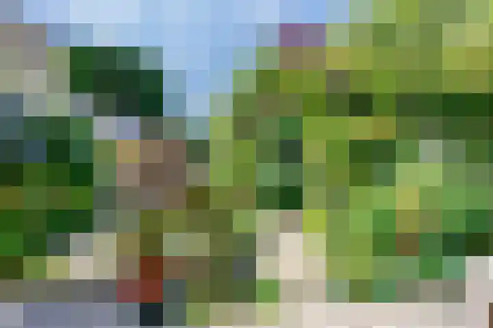 Bottelroos 4 Leiden thumbnail 22