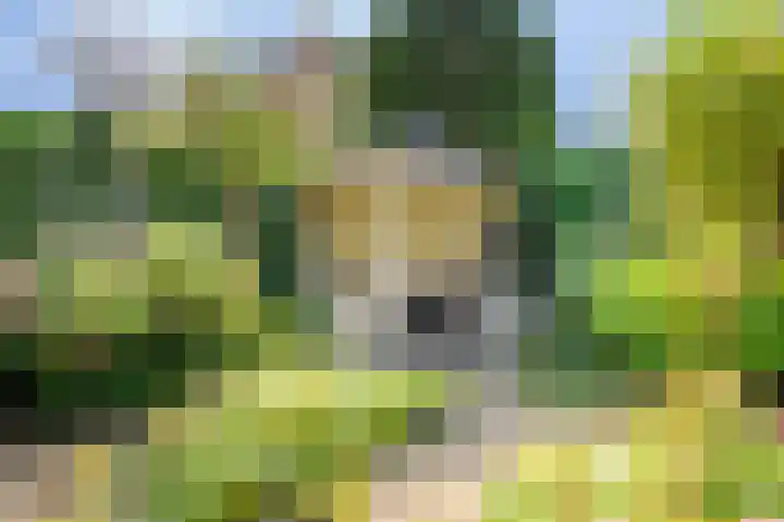 Bottelroos 4 Leiden thumbnail 23