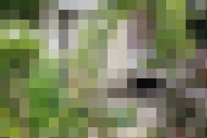 Bottelroos 4 Leiden thumbnail 24