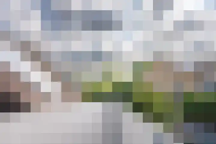 Bottelroos 4 Leiden thumbnail 43