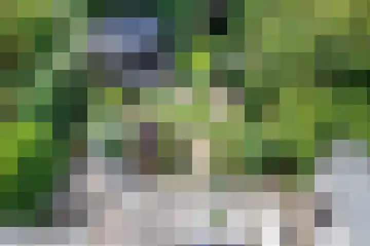 Bottelroos 4 Leiden thumbnail 44