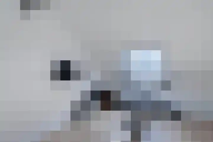 Botter 16 Heerenveen thumbnail 34