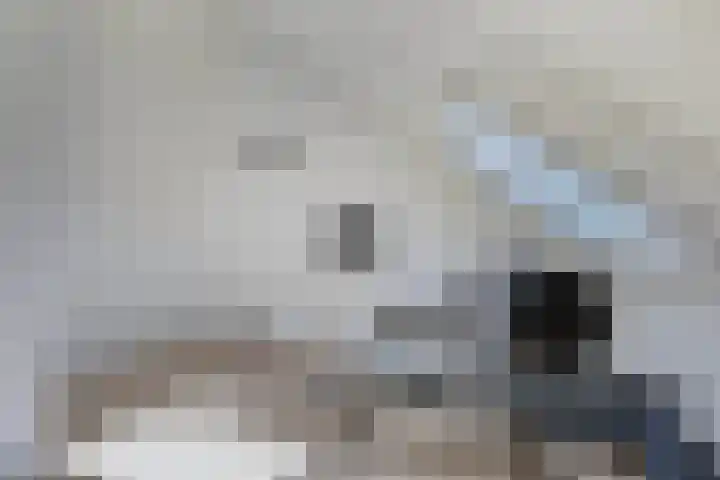 Botter 16 Heerenveen thumbnail 35