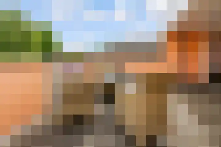 Botter 25 25 Lelystad thumbnail 26
