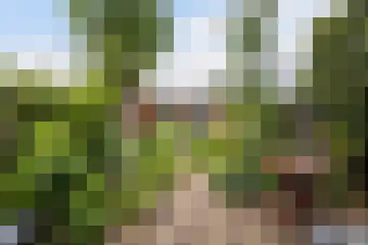 Botter 25 Maassluis thumbnail 16