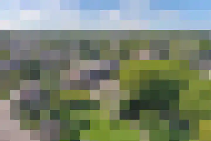 Botter 28 36 Lelystad thumbnail 61