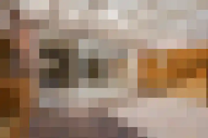 Botter 33 33 41 Lelystad thumbnail 34