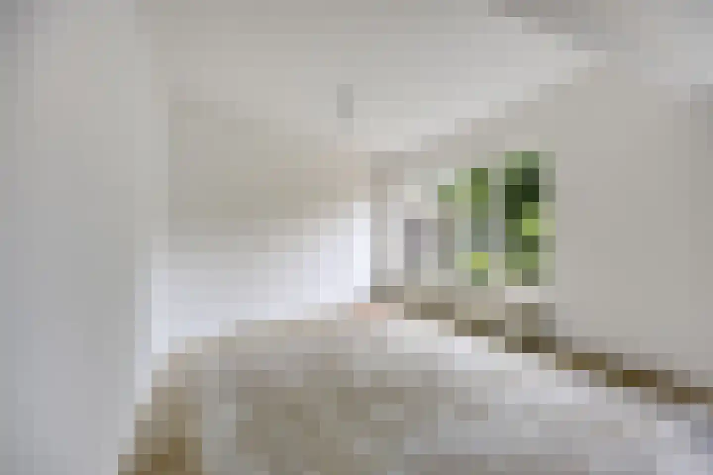 Botter 36 13 Lelystad thumbnail 10