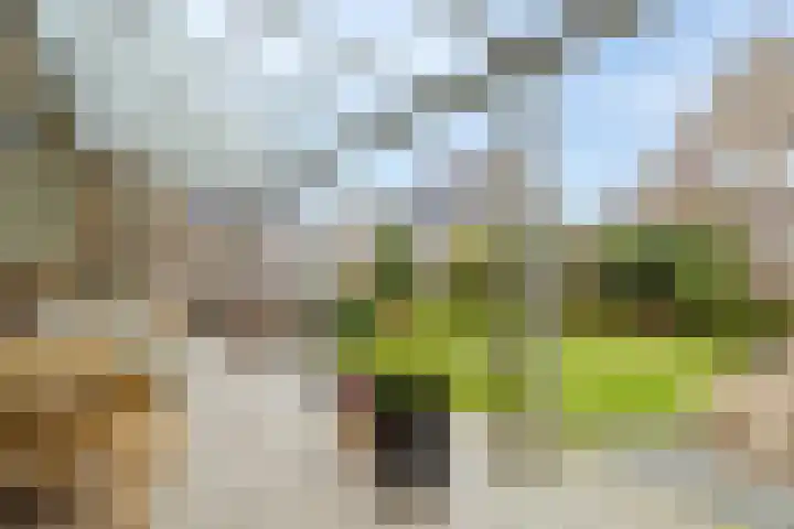 Botter 37 Heerenveen thumbnail 35