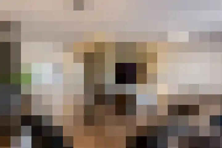 Botter 38 38 44 Lelystad thumbnail 13
