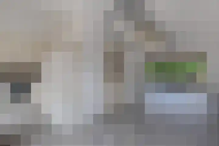 Botter 38 48 Lelystad thumbnail 13