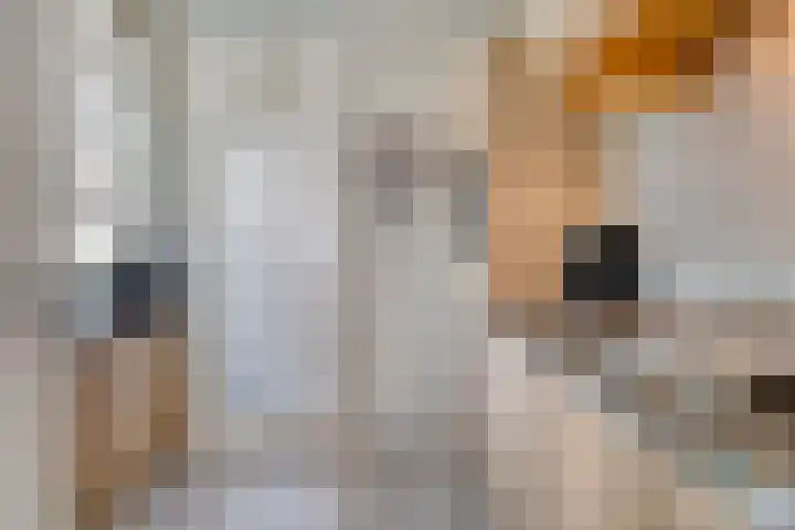 Botter 39 Volendam thumbnail 17