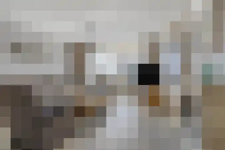 Botter 39 Volendam thumbnail 8