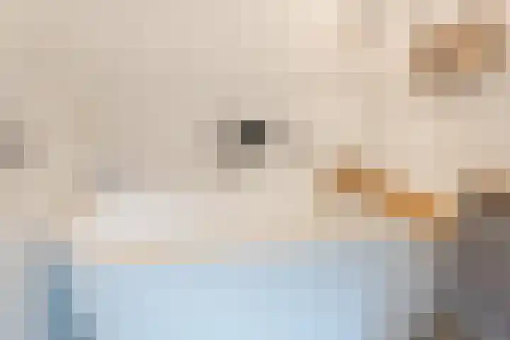 Botter 4 Woerden thumbnail 26