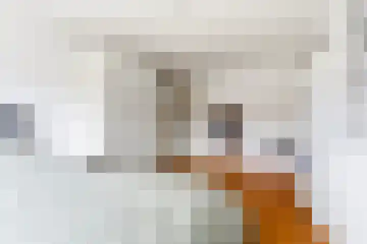 Botter 42 10 Lelystad thumbnail 23