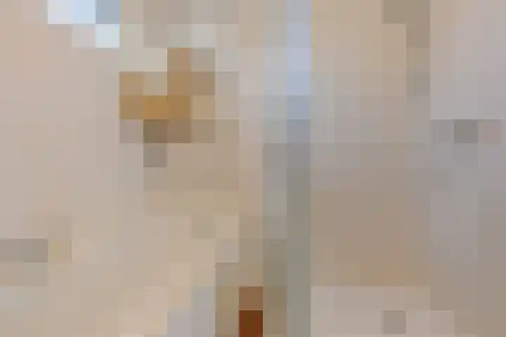 Botter 43 13 Lelystad thumbnail 18