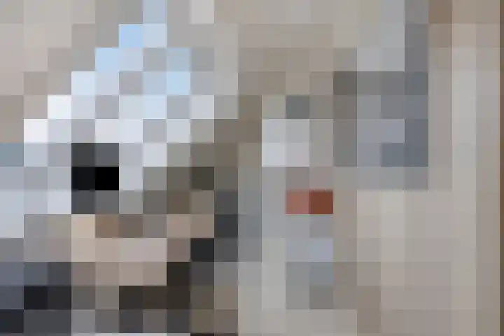 Botter 6 Meppel thumbnail 28