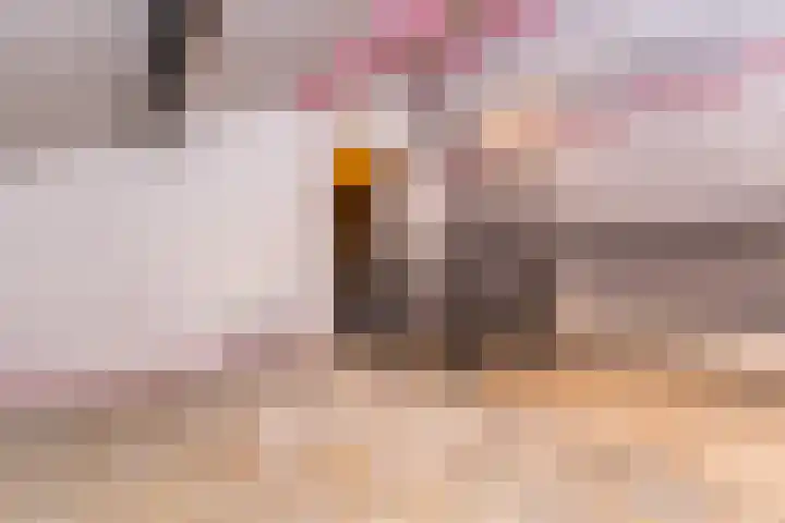 Botter 84 Hoorn thumbnail 26