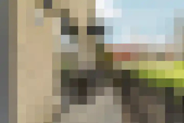 Botticelliplantsoen 6 Almere thumbnail 7