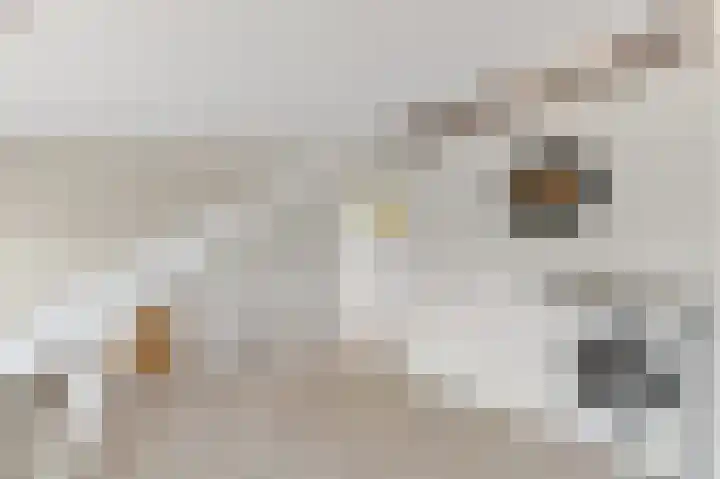 Botting 8 Maasland thumbnail 35