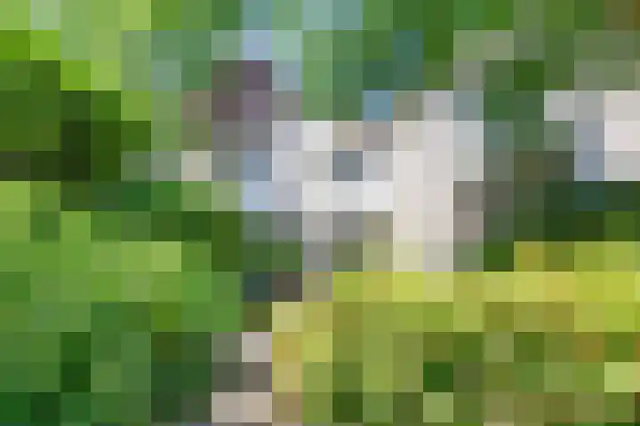 Boudewijnhof 9 Venray thumbnail 32