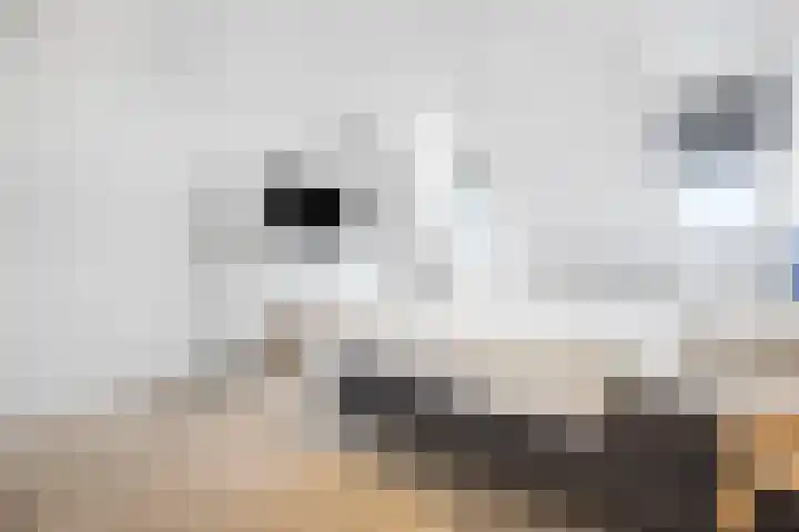 Boulevard de Wielingen 99 601 Cadzand thumbnail 19