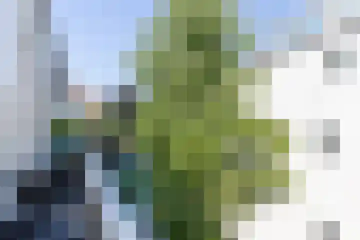 Boulevard Heuvelink 203 2 Arnhem thumbnail 30