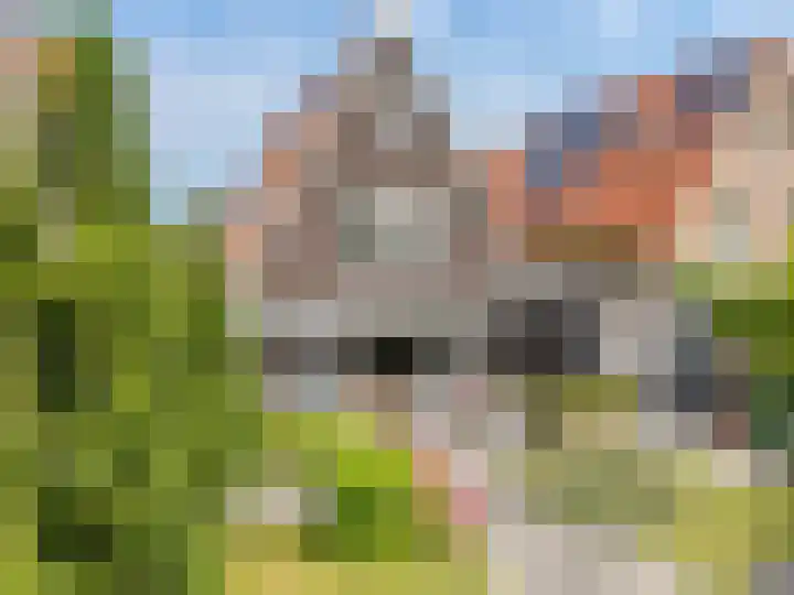 Boumare 152 Maasland thumbnail 6