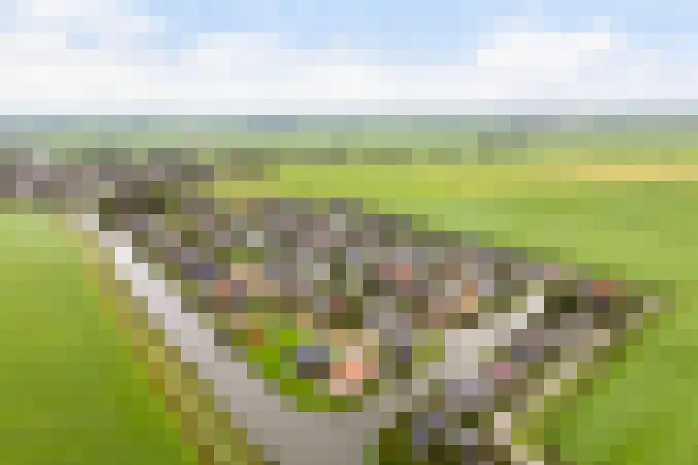 Bourboomweg 43 Burdaard thumbnail 67