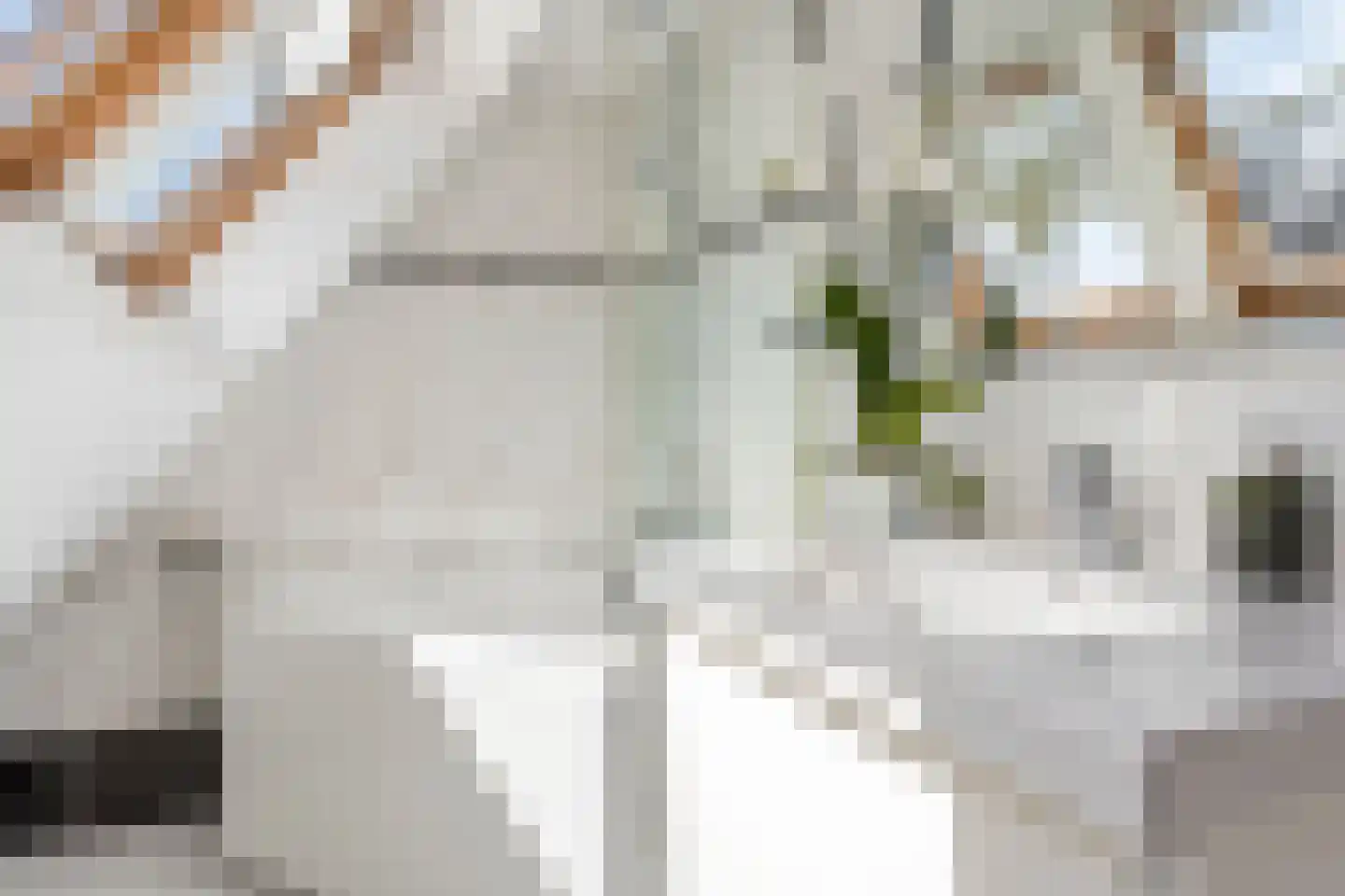 Bous de Jongpark 57 Rijswijk thumbnail 45