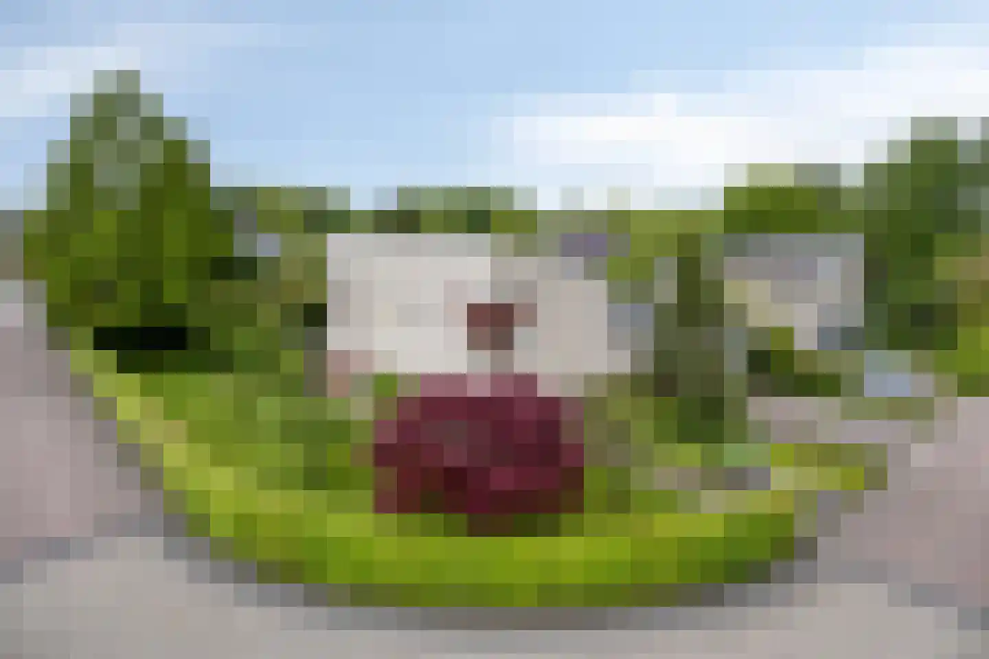 Bousemalaan 15 Tolbert thumbnail 5