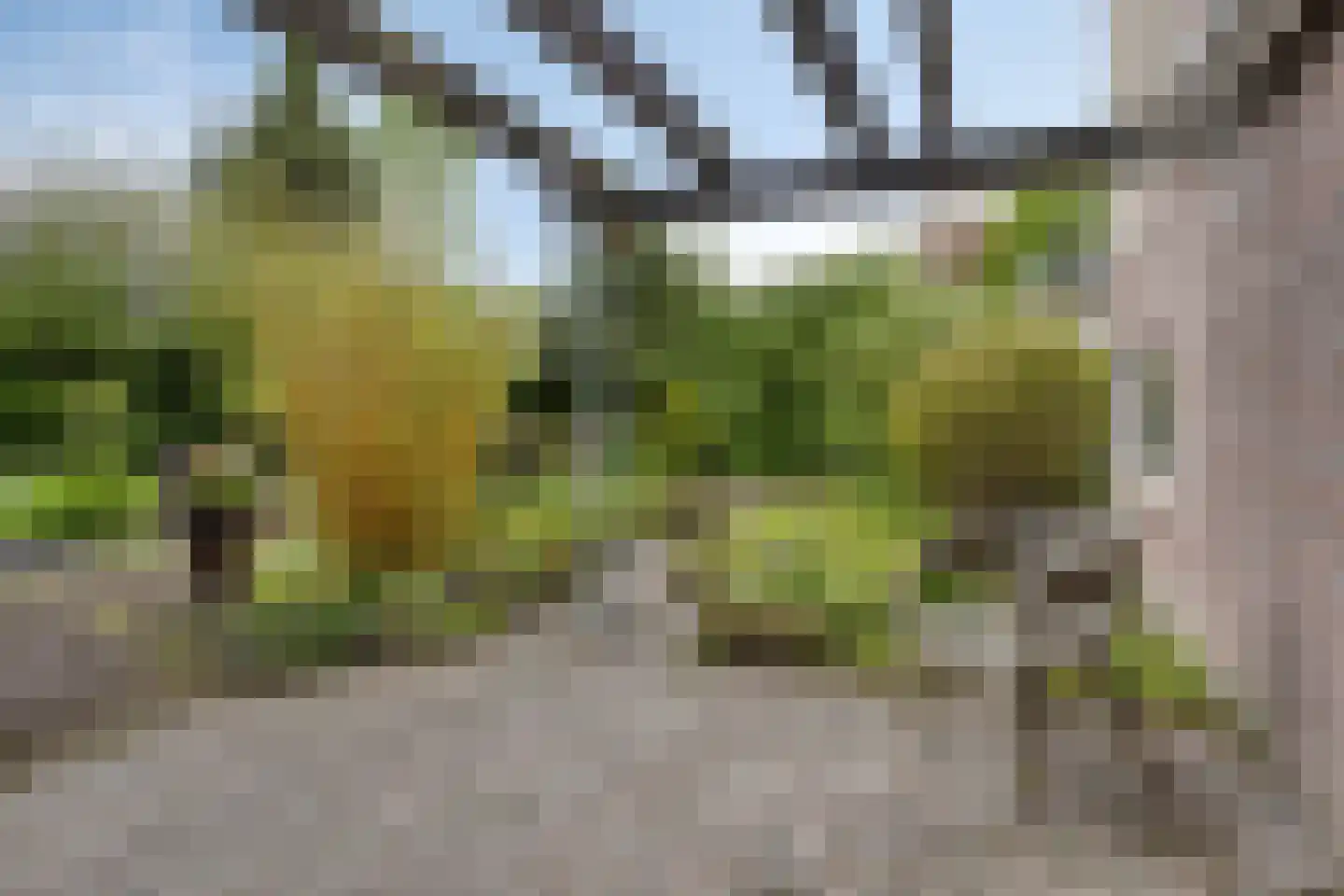 Bousemalaan 15 Tolbert thumbnail 55