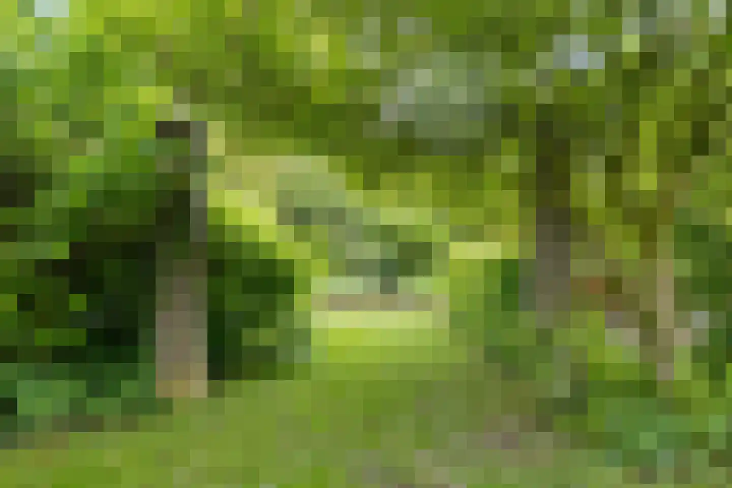 Bousemalaan 15 Tolbert thumbnail 59