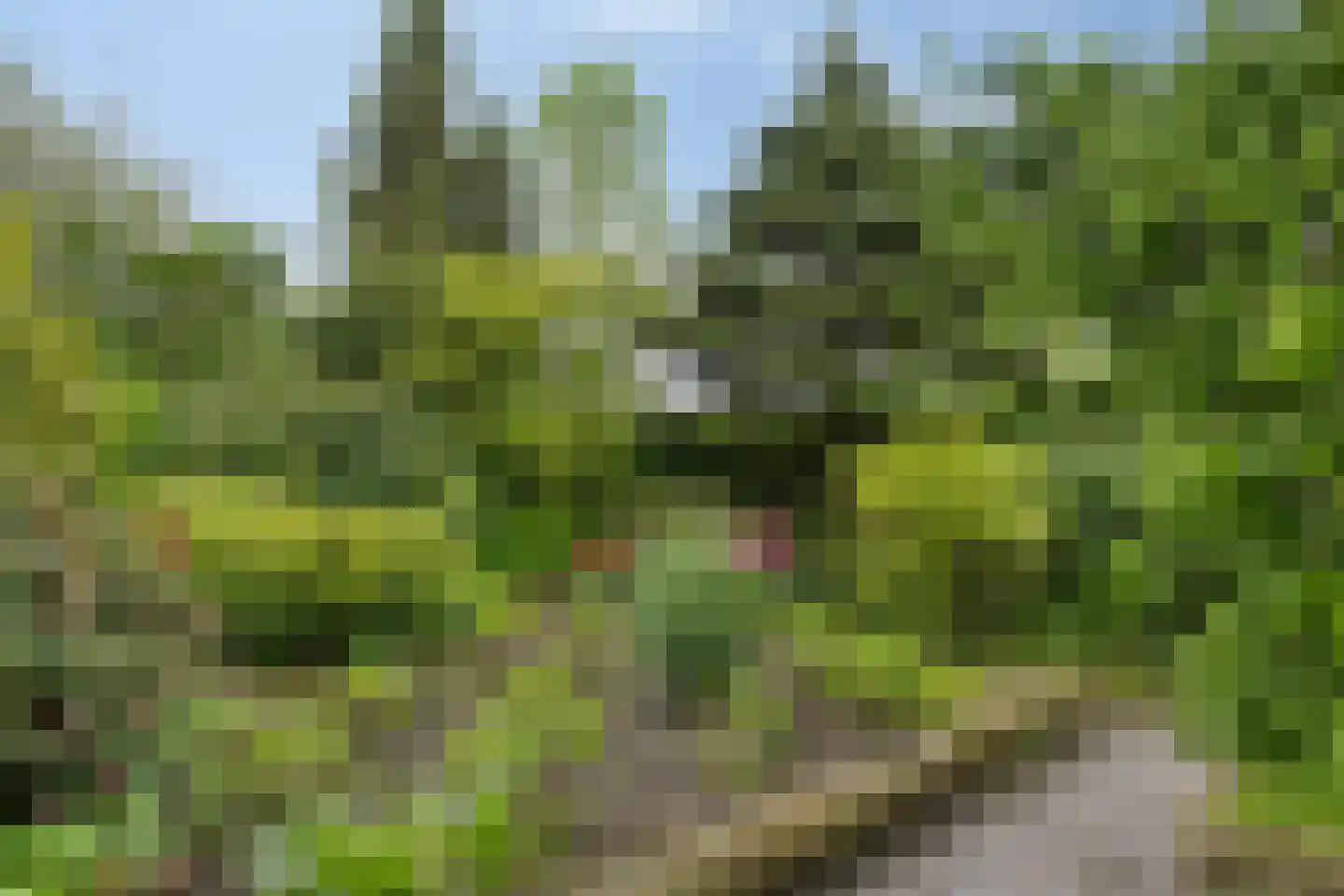 Bousemalaan 15 Tolbert thumbnail 64