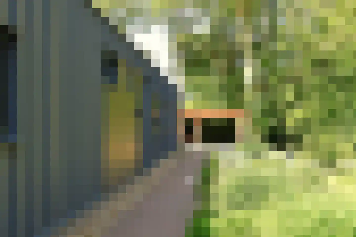 Bousemalaan 5 A Tolbert thumbnail 6