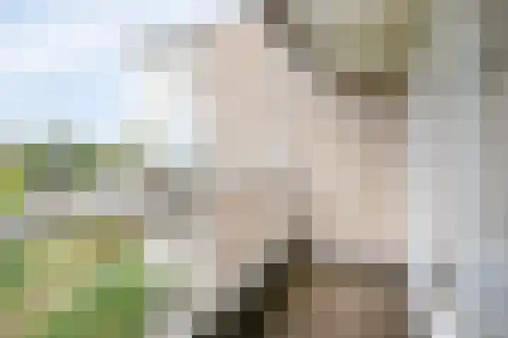 Boutensgaarde 84 Deventer thumbnail 17