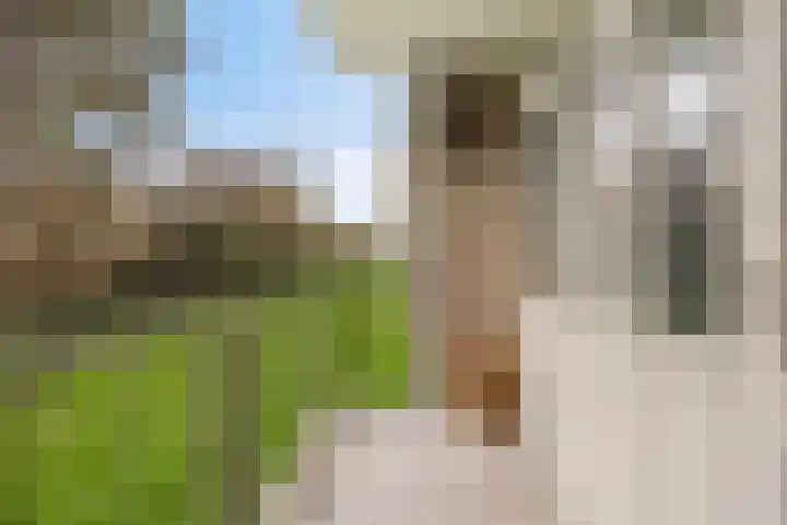 Boutenslaan 51 Eindhoven thumbnail 21