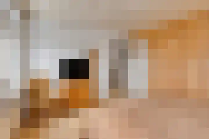 Bouwensstraat 12 Boekel thumbnail 21