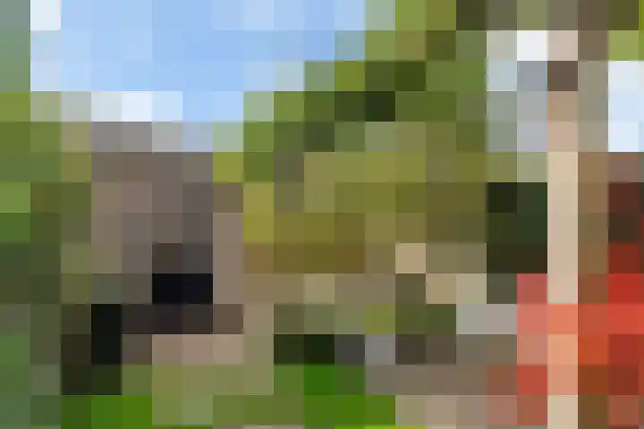 Bouweslân 9 Goutum thumbnail 21