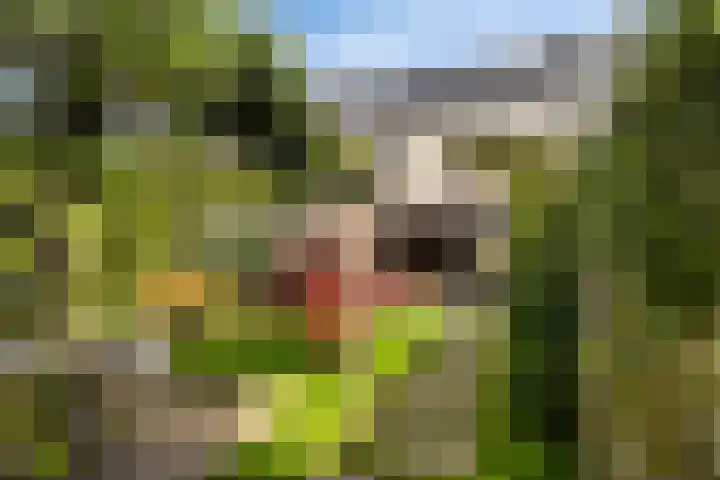 Bouweslân 9 Goutum thumbnail 23