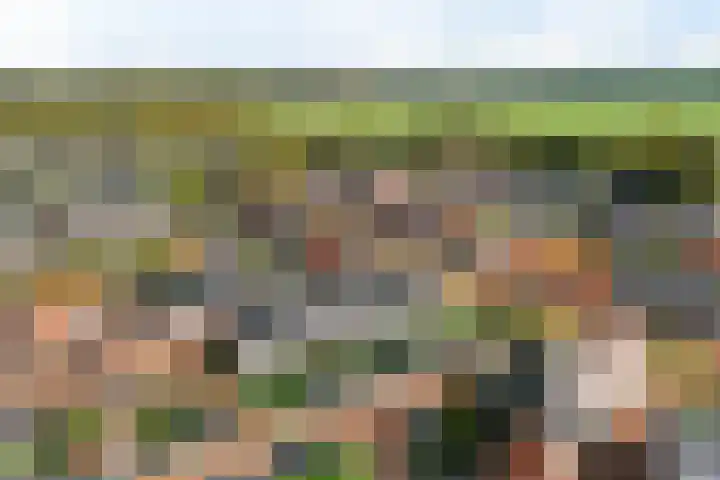 Bouweslân 9 Goutum thumbnail 50