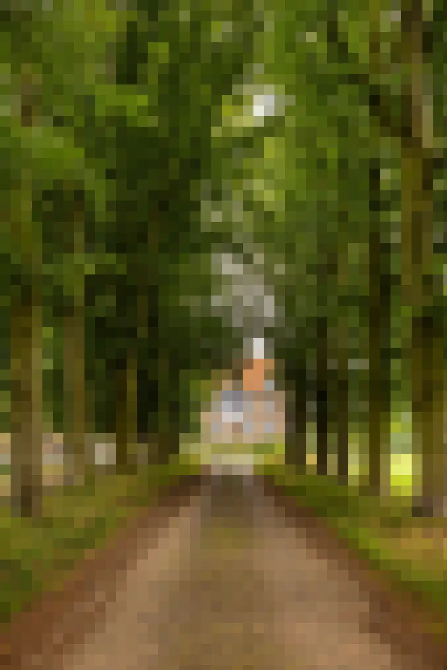 Bouwhuispad 2 Olst thumbnail 36