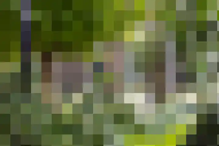 Bouwmanspad 15 Zaandam thumbnail 30