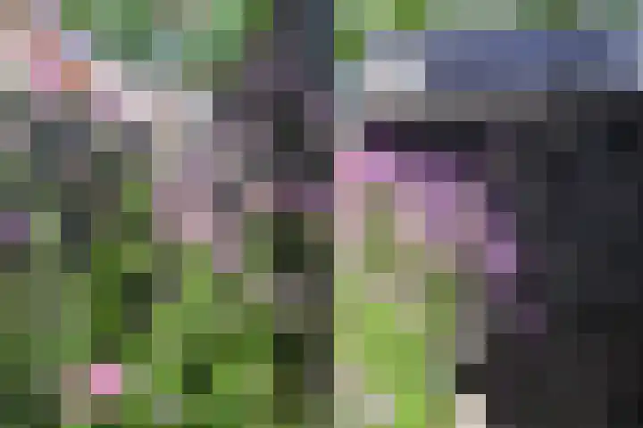 Boven Engweg 26 Harskamp thumbnail 32